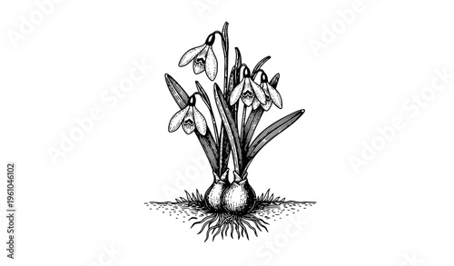 Vintage snowdrop flower engraving vector black white botanical illustration isolated antique style