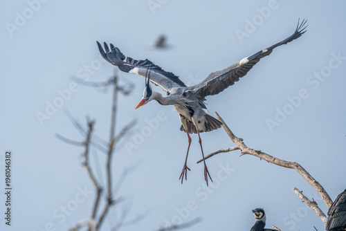Obraz na plátne Graureiher (Ardea cinerea) im Prachtkleid im Anflug von vorne