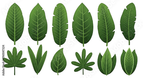 Collection of ten diverse green leaves arranged in two neat rows for study