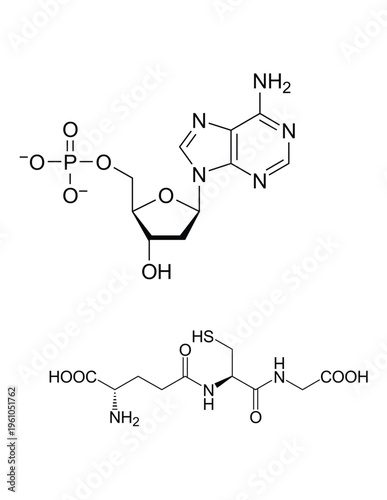 Molecular Chemical Structure Illustration of Adenosine Monophosphate and Glutathione