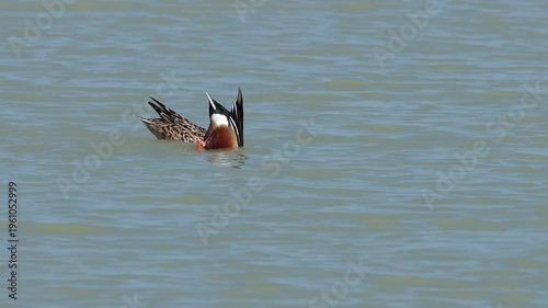 Pato Cuchara Común (Spatula clypeata) alimentándose en Parque Natural El Hondo, Crevillente, España