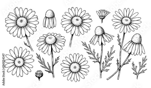 Chamomile flower botanical sketch set vector black and white floral collection isolated on white