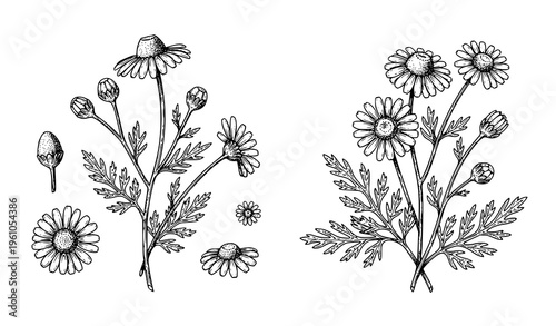 Vintage chamomile flower engraving set vector black white botanical illustration isolated antique style