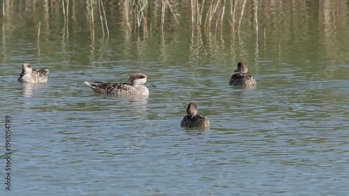 Cercetas pardillas especie en peligro crítico en El Hondo, Crevillent, España