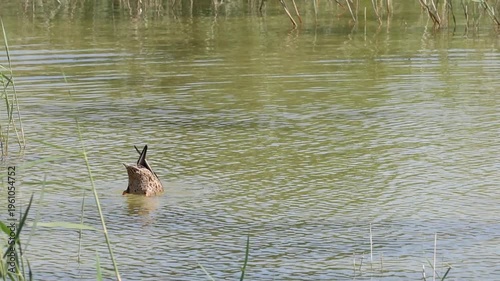 Pareja de patos cuchara nadando y alimentándose en el Parque Natural El Hondo