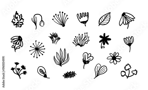 Botanical floral elements with hand drawn leaves and flowers in minimalist doodle style. Simple organic line illustration set perfect for branding, packaging, textile, and natural design.
