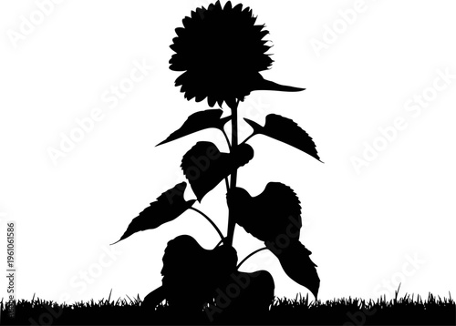 Black silhouette of a tall sunflower plant with large leaves and a detailed flower head against a white background