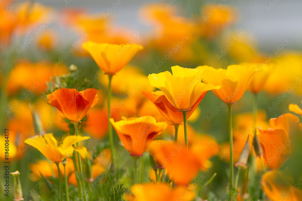 Obraz premium カリフォルニアポピーの花壇
