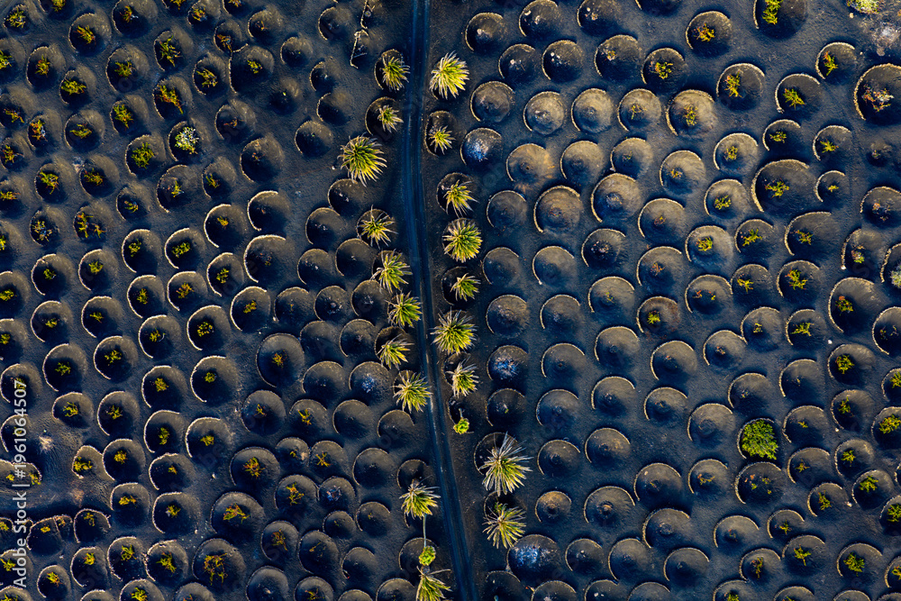 Fototapeta premium La Geria, Lanzarote, Canary Islands, Spain