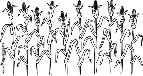 Black and white line of a cornfield with ripe cobs and green leaves maize crop