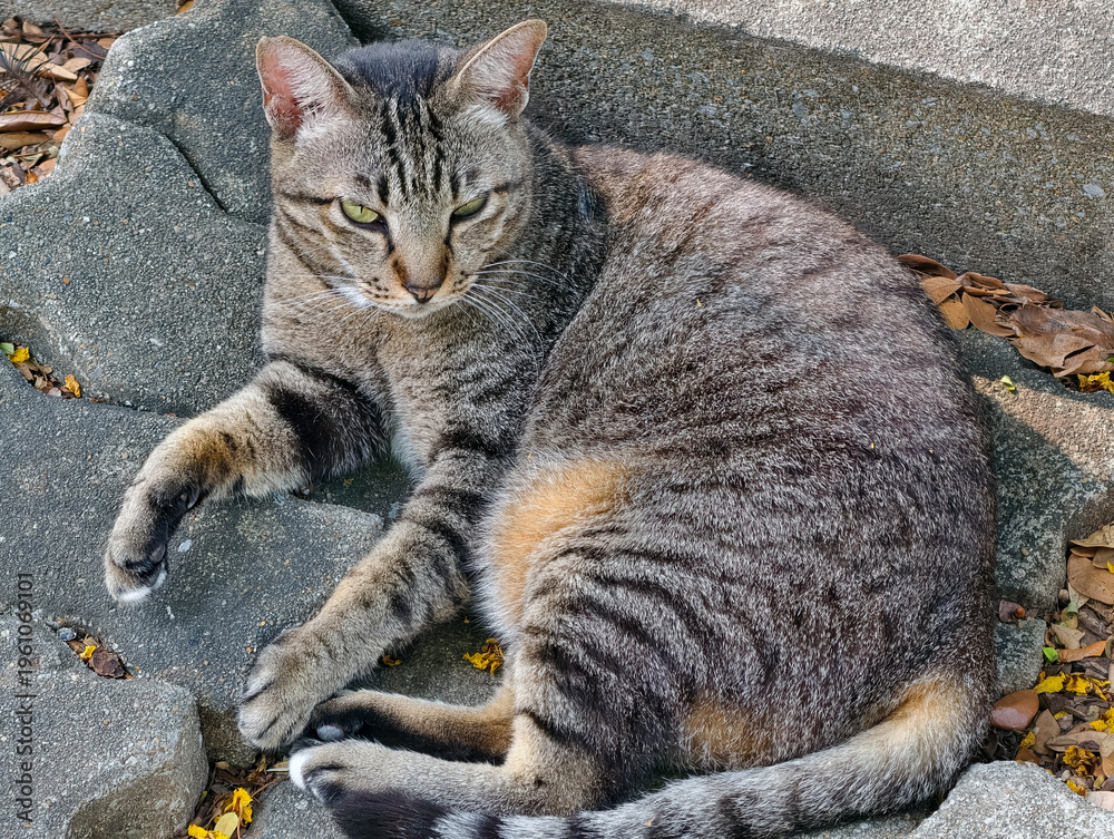 Obraz premium cat on the window