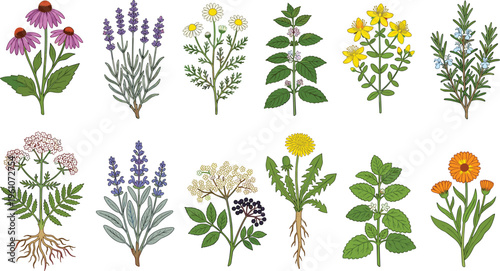 Hand drawn botanical herb collection featuring echinacea, lavender, valerian root, and dandelion vector illustrations for holistic health, herbal apothecary branding, and natural wellness infographics