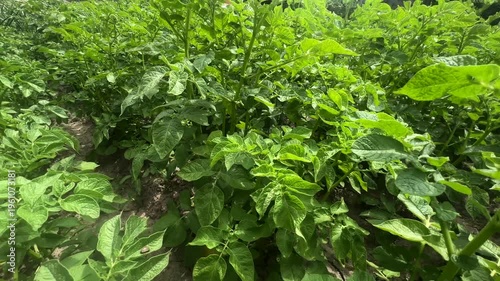 Potato field, green potato leaves. Farmer's well-groomed field, non-GMO potatoes.