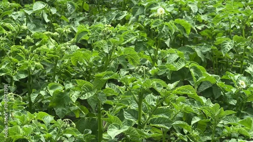 Potato field, green potato leaves. Farmer's well-groomed field, non-GMO potatoes.