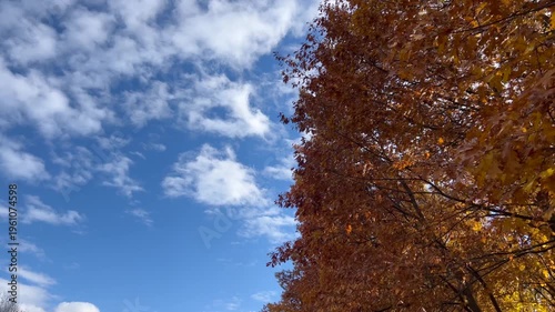 Ukrainian forest, yellow autumn leaves. Beautiful nature, fresh air, trees covered with yellow leaves.