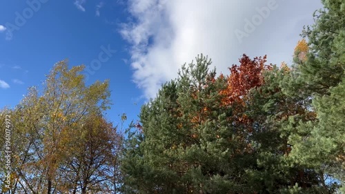 Ukrainian forest, yellow autumn leaves. Beautiful nature, fresh air, trees covered with yellow leaves.