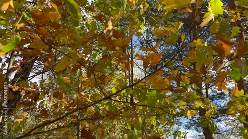 Ukrainian forest, yellow autumn leaves. Beautiful nature, fresh air, trees covered with yellow leaves.