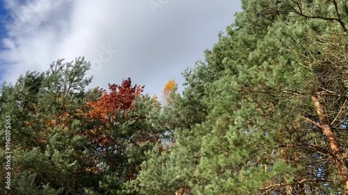 Ukrainian forest, yellow autumn leaves. Beautiful nature, fresh air, trees covered with yellow leaves.