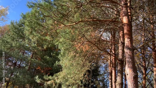 Ukrainian forest, yellow autumn leaves. Beautiful nature, fresh air, trees covered with yellow leaves.