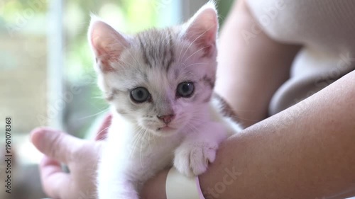 Female owner hand hold cute newborn tabby kitten with love and care inside house.