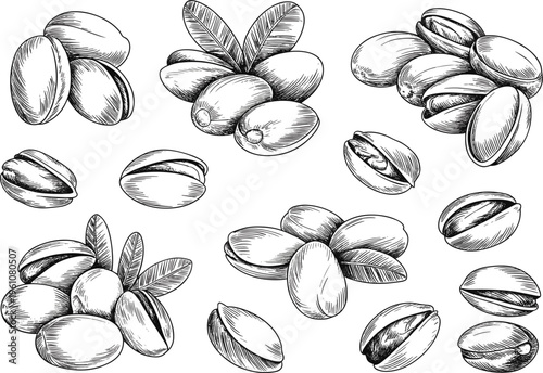 Hand drawn pistachio nuts vector illustration set, engraved style healthy snack elements for food design