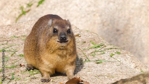 Close up of Rock hyrax also known as rock rabbit sitting on a rock and eating a leave on a sunny spring day