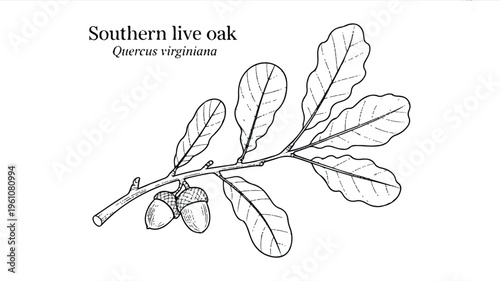 Southern live oak tree branch with leaves and acorns