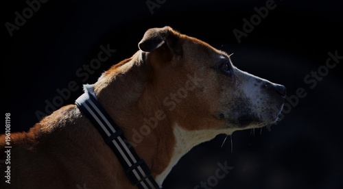 Cuadro en lienzo portrait of a dog