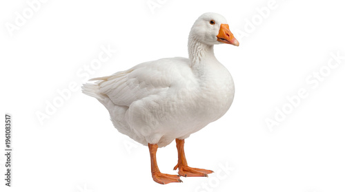 White goose, domestic goose, white bird, farm animal isolated PNG with Transparent Background