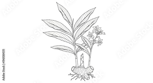 Detailed illustration of a plant species.