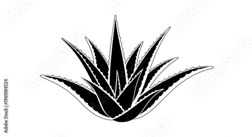 Aloe plant leaf closeup view.