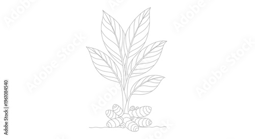 Coffee plant with leaves and beans.