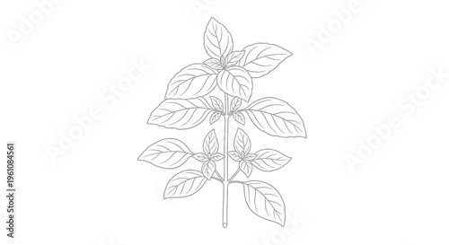 Detailed illustration of basil plant.
