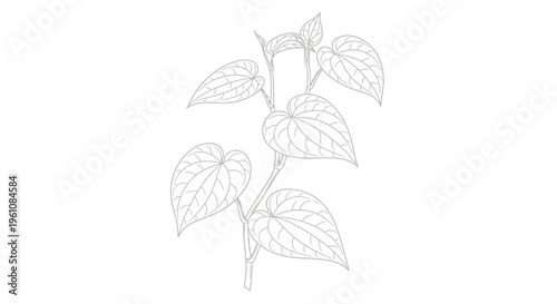 Detailed drawing of green leafy plant.