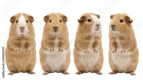 Cute guinea pigs, brown and white furry animals, standing side by side, adorable pets isolated PNG with Transparent Background