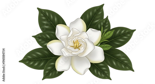 A beautiful white magnolia flower with green leaves on a white background, perfect for use as a logo or icon in floral designs and branding materials.