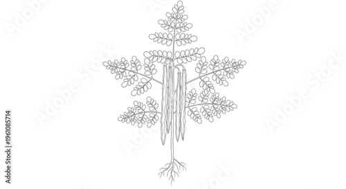 Detailed illustration of a pine tree.