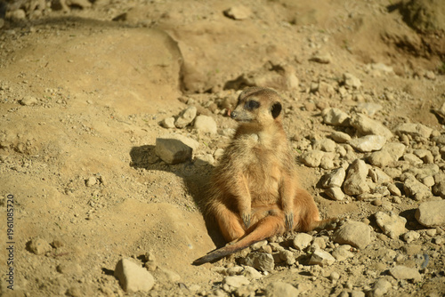 Portrait of meerkat standing on the land