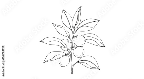 Detailed illustration of citrus branch.