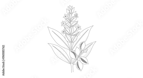 Detailed illustration of lavender plant.
