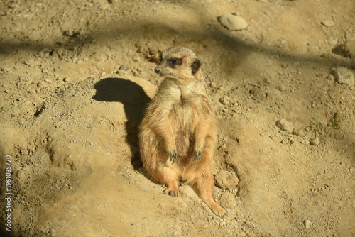 Portrait of meerkat standing on the land