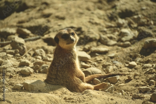 Portrait of meerkat standing on the land