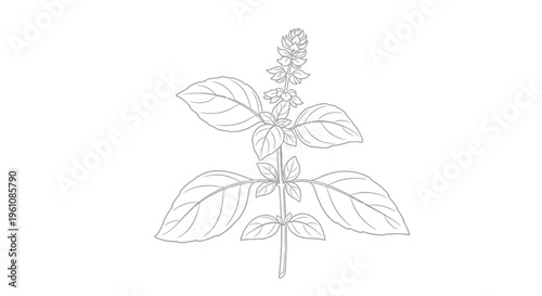 Detailed illustration of basil plant.