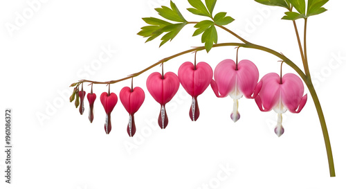 A delicate vector illustration of a bleeding heart flower with heart-shaped pink petals and green leaves on a white background