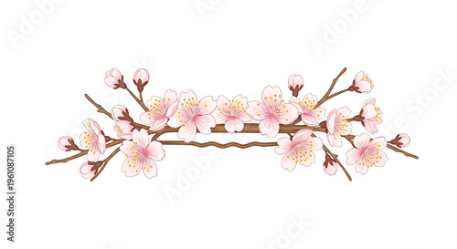 A delicate vector illustration of a cherry blossom branch with pink flowers and buds on a white background