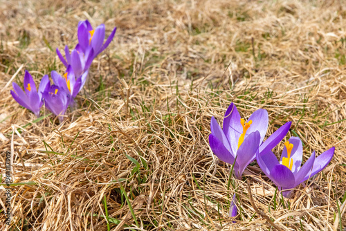 Принти на полотні A vibrant patch of purple crocus flowers blossoms amidst dry, dormant grass