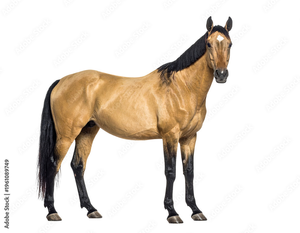 Fototapeta premium Buckskin horse standing alert with dark mane and legs in full view