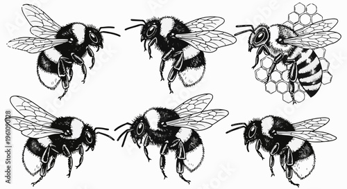 Six illustrative depictions of bees, some on honeycomb, rendered in black and white