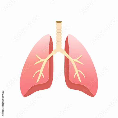 Illustration of the human respiratory system, featuring healthy lungs and trachea, perfect for medical and science-related content