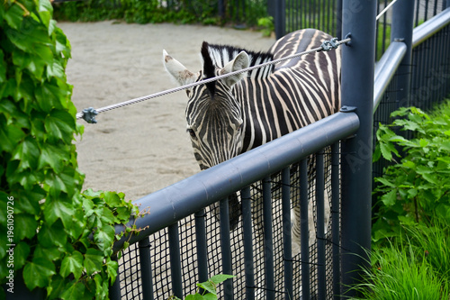 Photography A zebra in a zoo